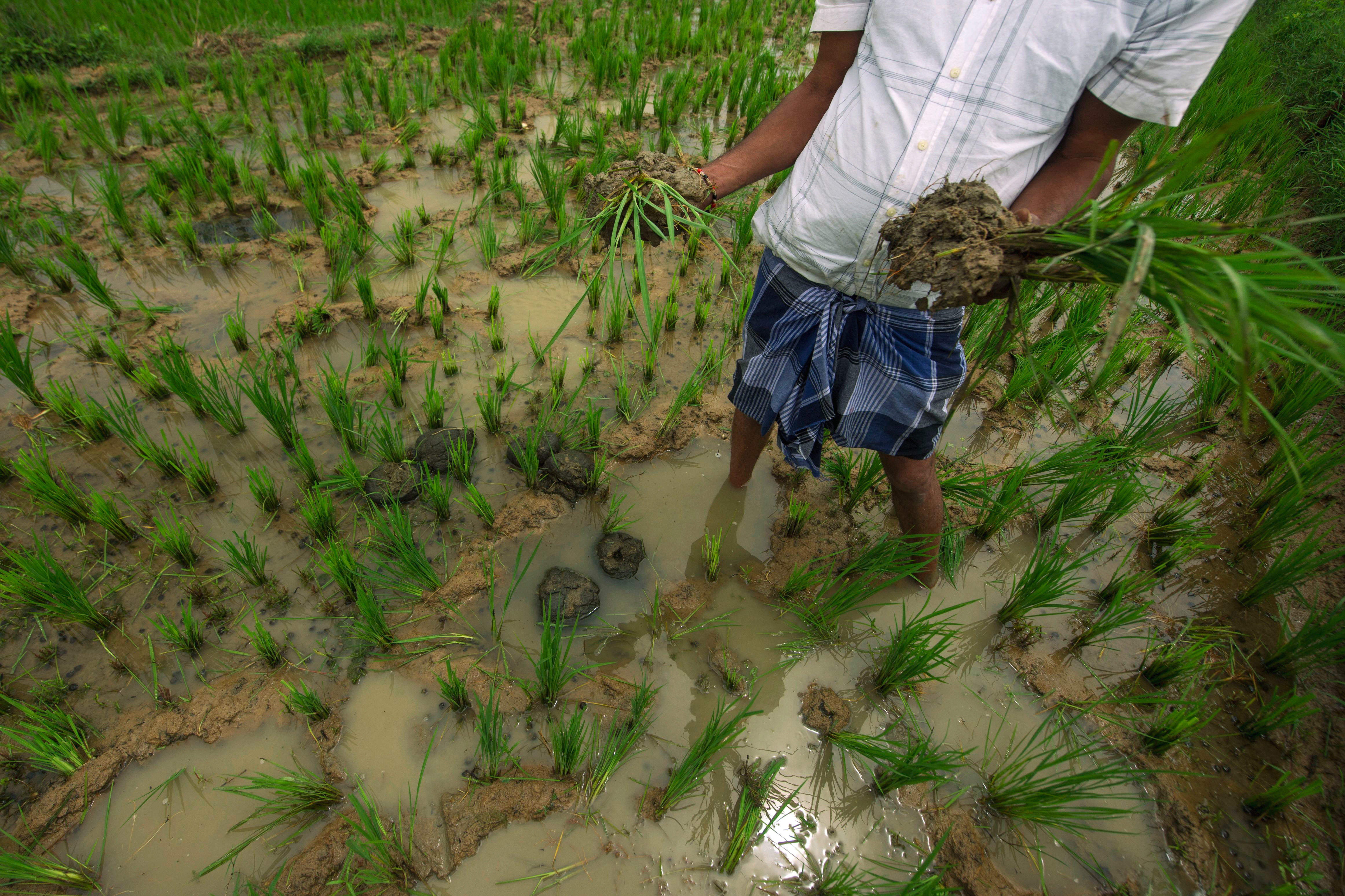 Rangegowda, whose crops have been repeatedly destroyed by elephants