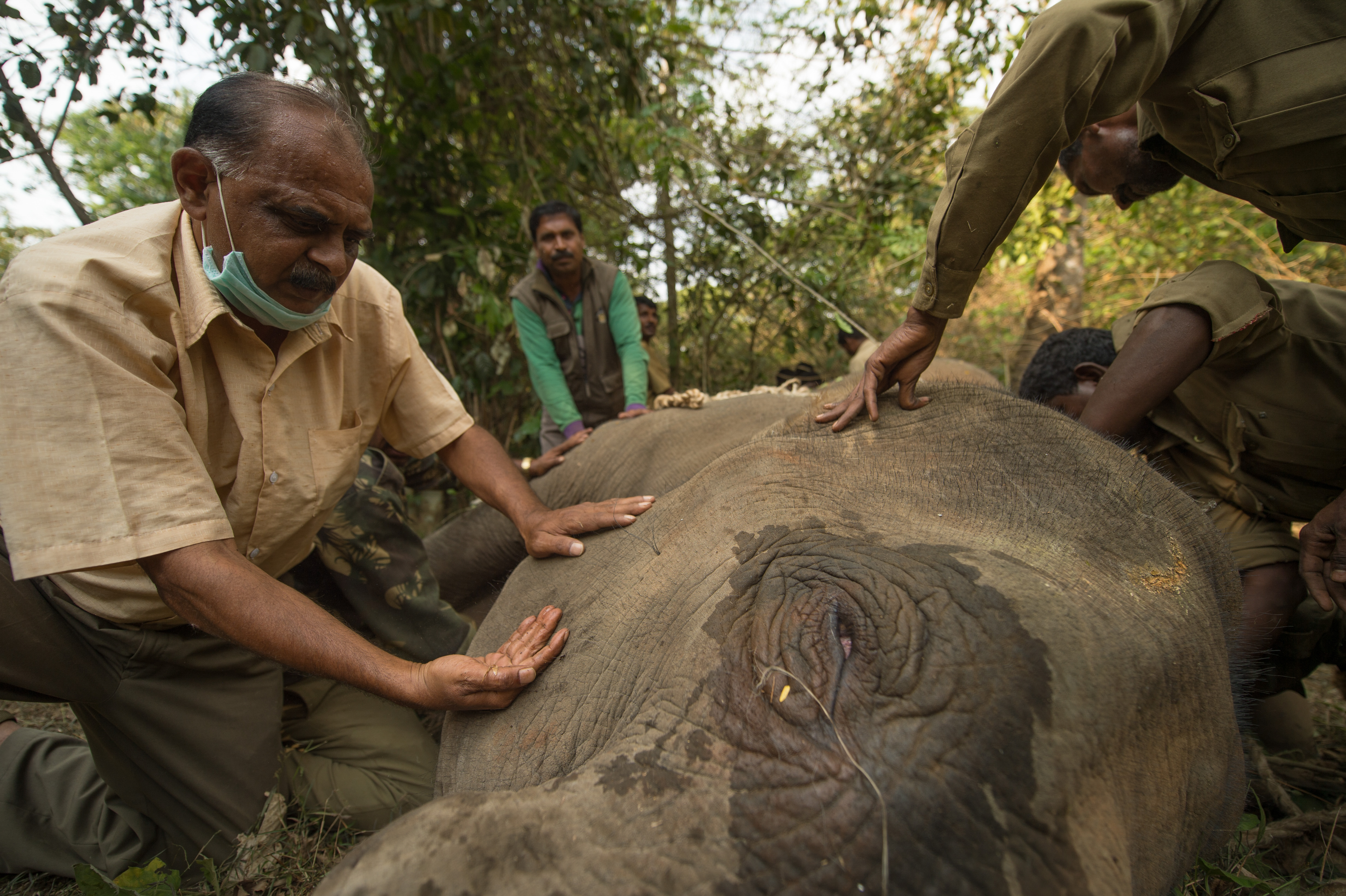 Chittiappa and team checking vital signs of captured wild tuskers