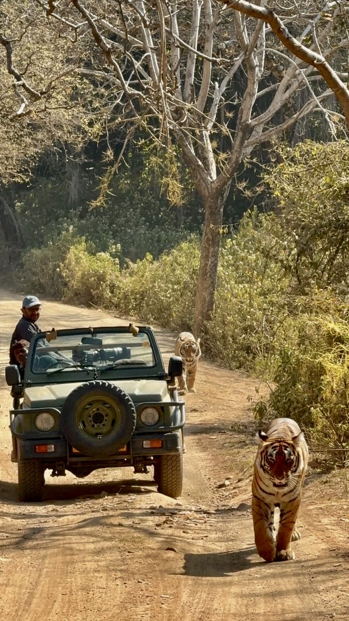 Filming tigers in Ranthambore