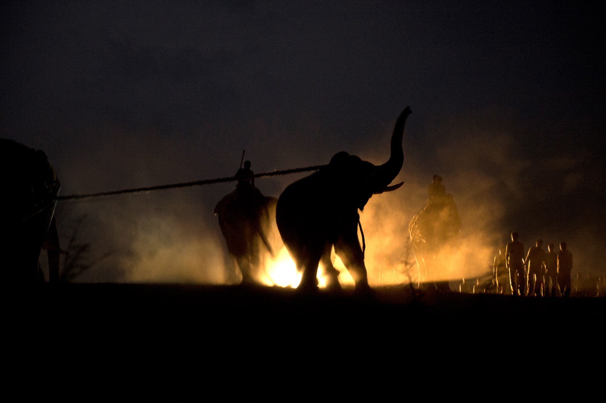 The Elephants Must Go