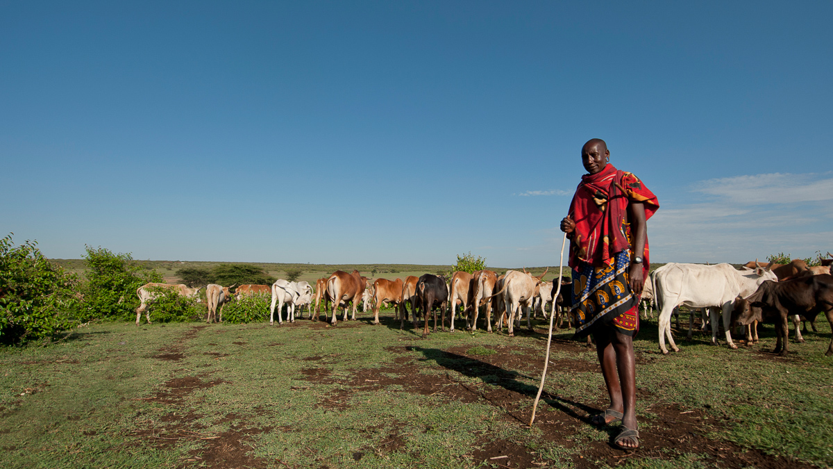 Shepherds and grasslands