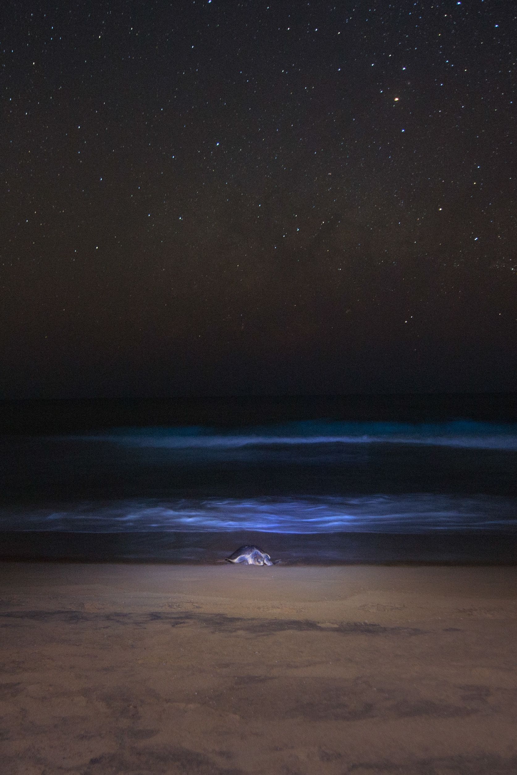 A nesting Olive Ridley turtle on Rushikulya beach