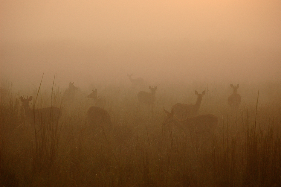 Swamp deer in tarai grasslands