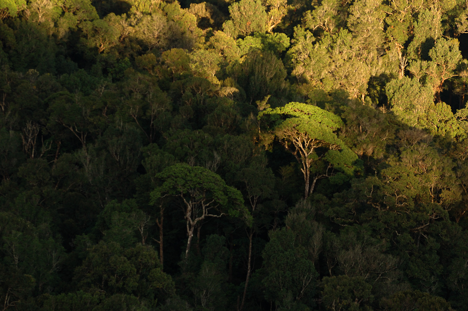 Canopy of Western ghats