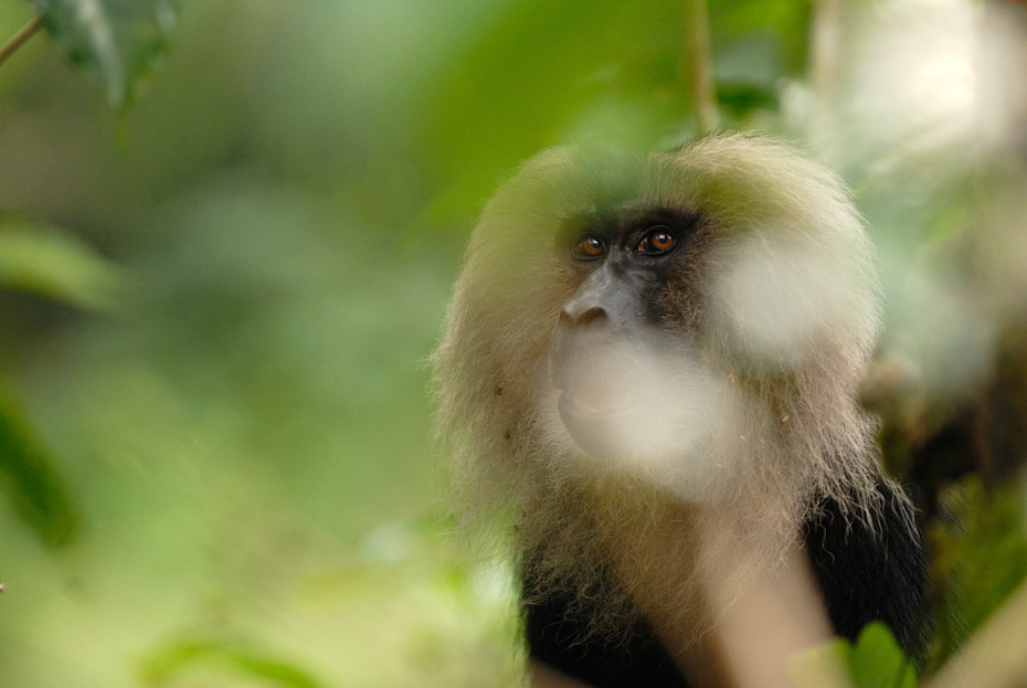 Lion-tailed macaque