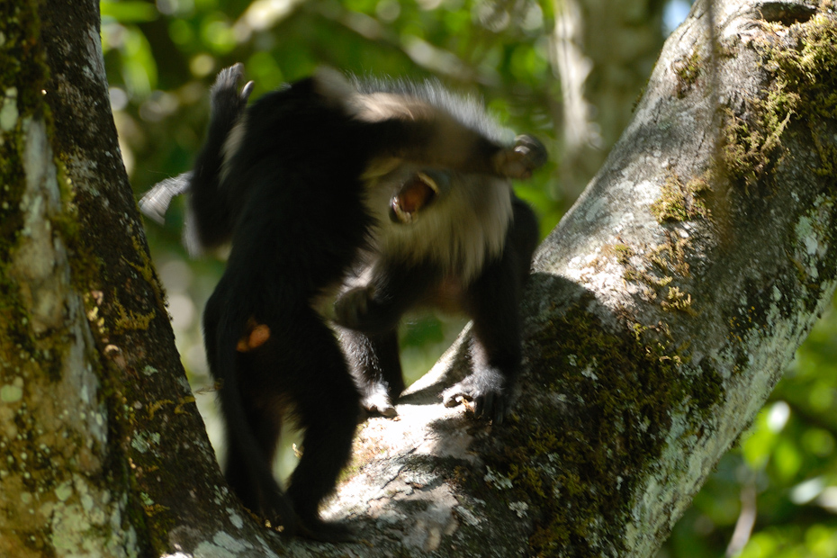 Lion-tailed macaques fighting