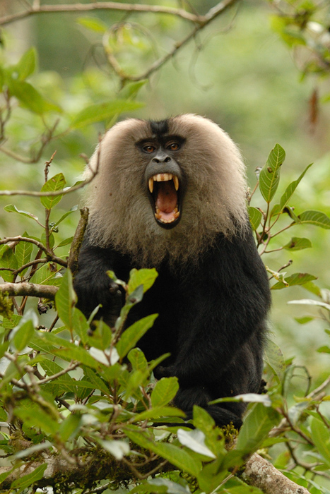 Lion-tailed macaque giving a threat display