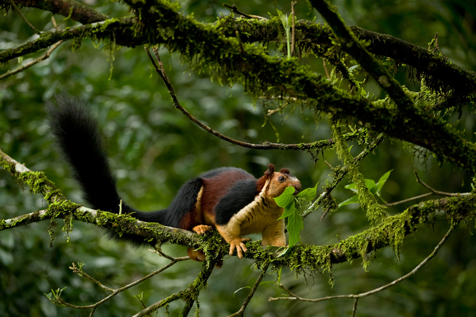 Indian giant squirrel