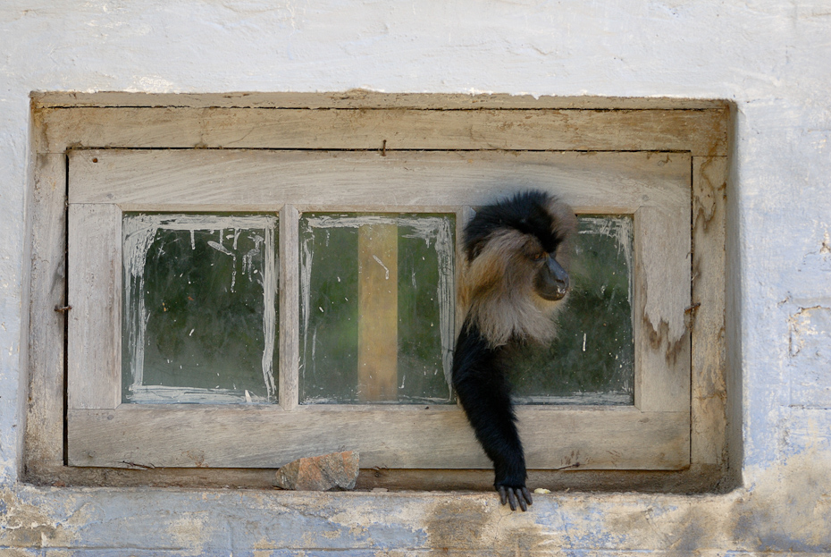 Lion-tailed macaque