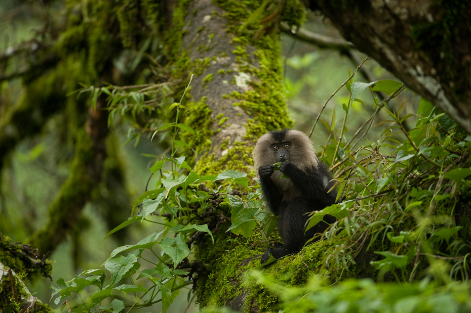 Lion-tailed macaque