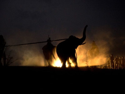 Inside an elephant capture