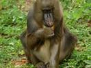 baboon