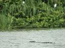 croc swimming