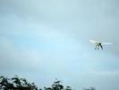 flying ibis