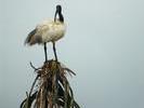 sacred ibis