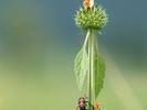 beetle