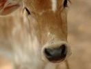 calf