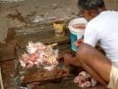 chicken slaughter2