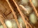 silk worm