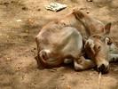 sleeping calf