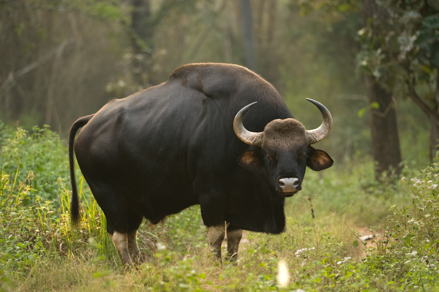 Gaur
