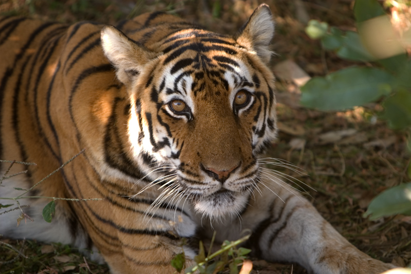 Female tiger
