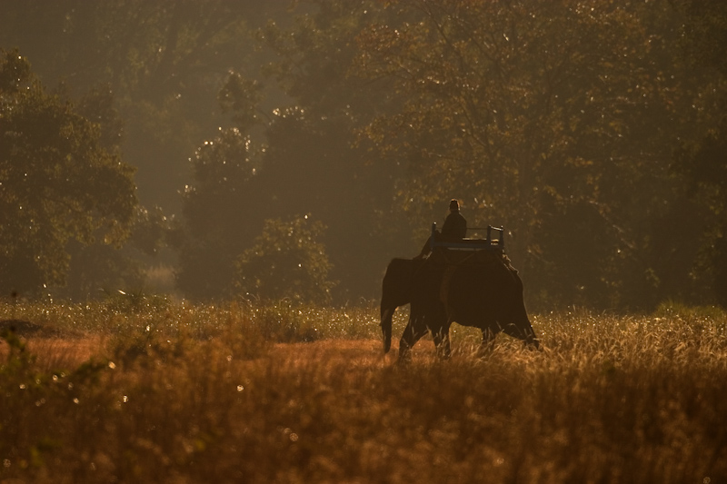 Searching for tigers
