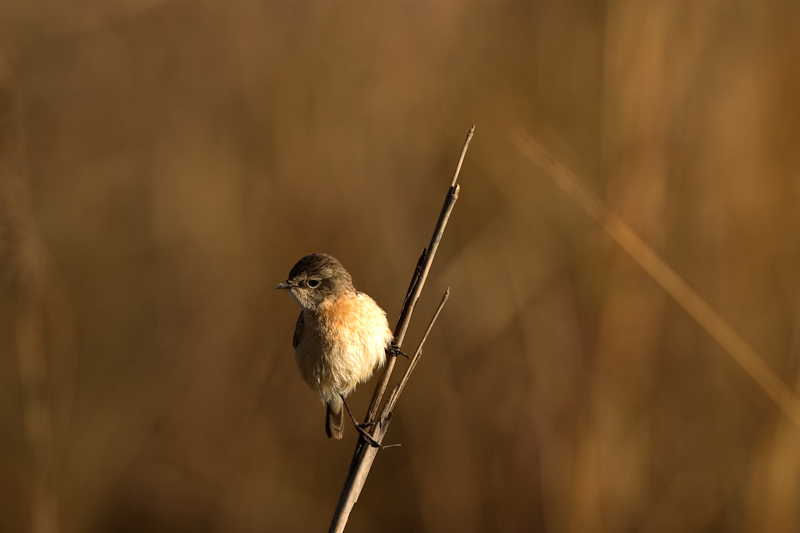 Stone chat - Female
