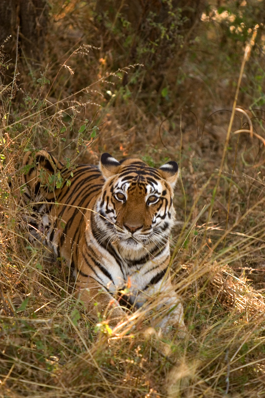 Tiger resting
