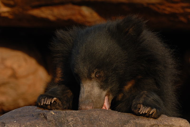 Sloth Bear 
