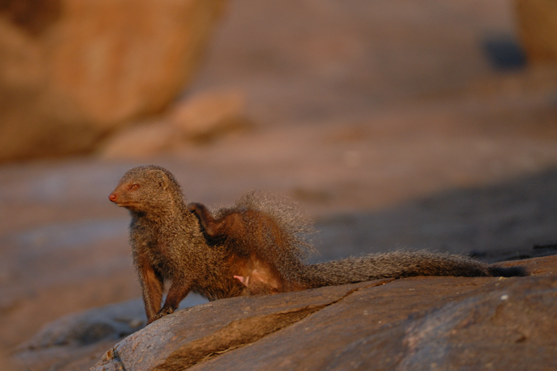 Ruddy Mongoose
