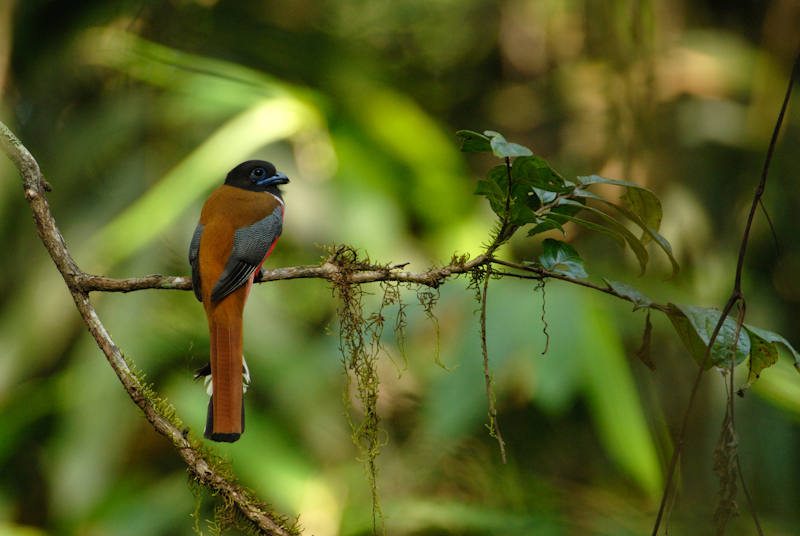 Malabar Trogon - Male
