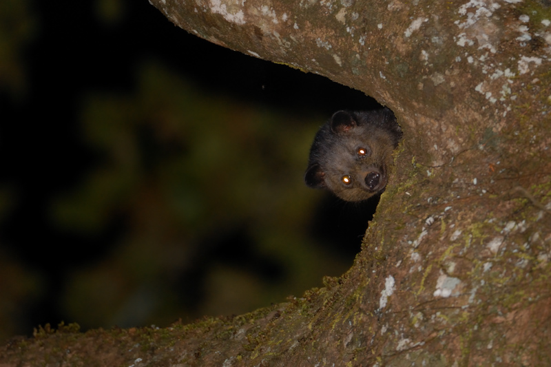 Brown Palm Civet
