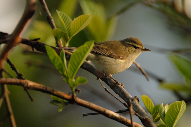 Greenish Leaf-warbler
