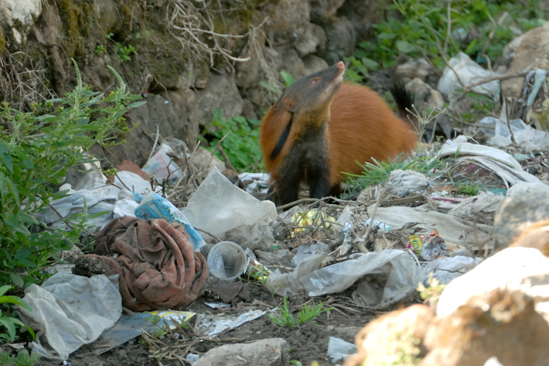 Striped-necked mongoose
