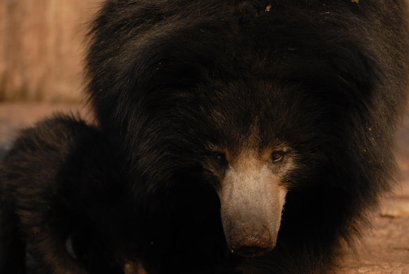 Blind Sloth Bear
