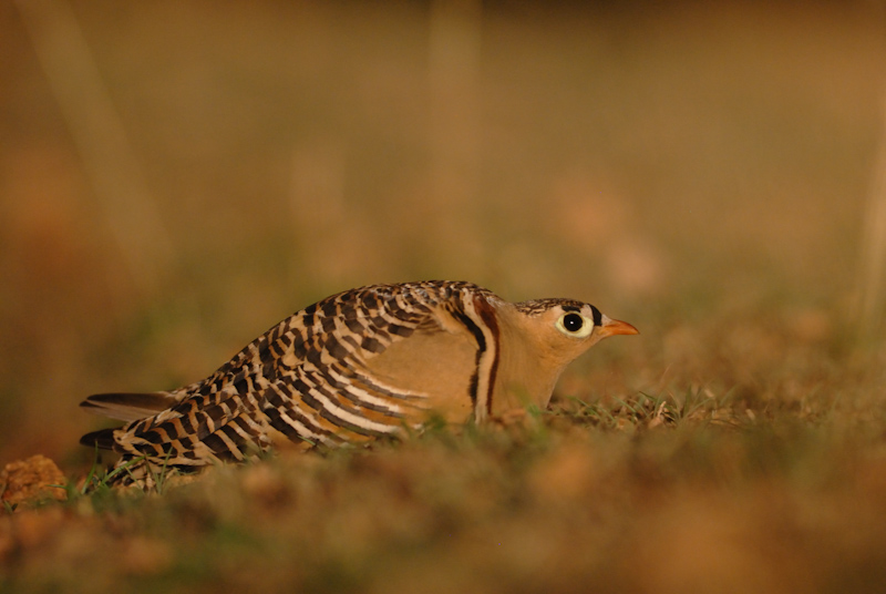 Painted Sandgrouse
