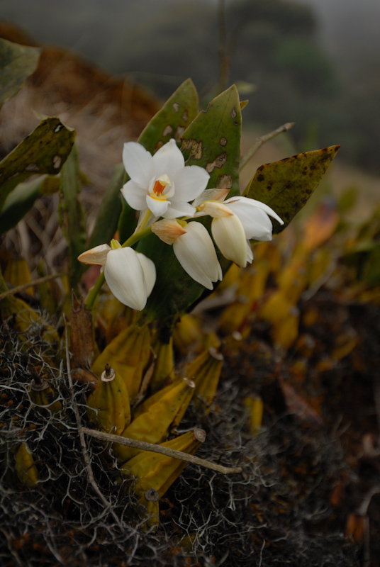 Coelogyne mossiae
