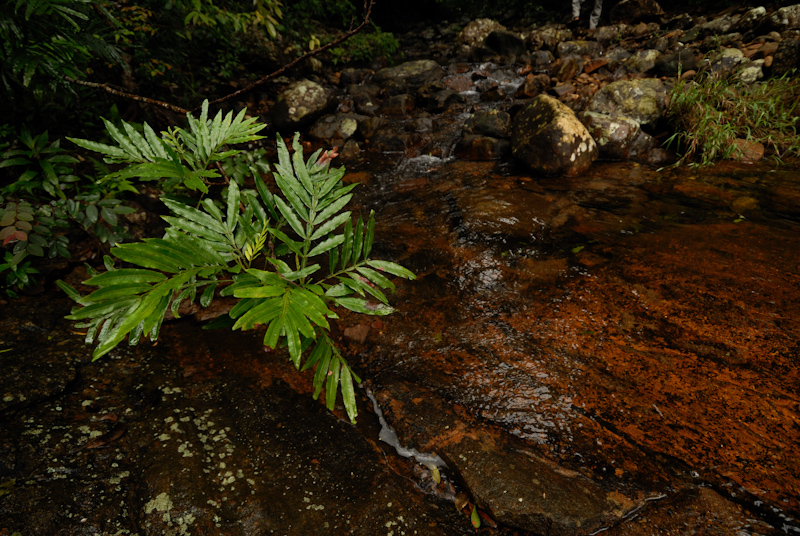 Shade plant 
