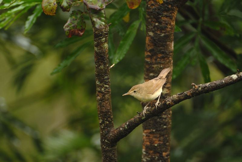 Blyth's Reed Warbler
