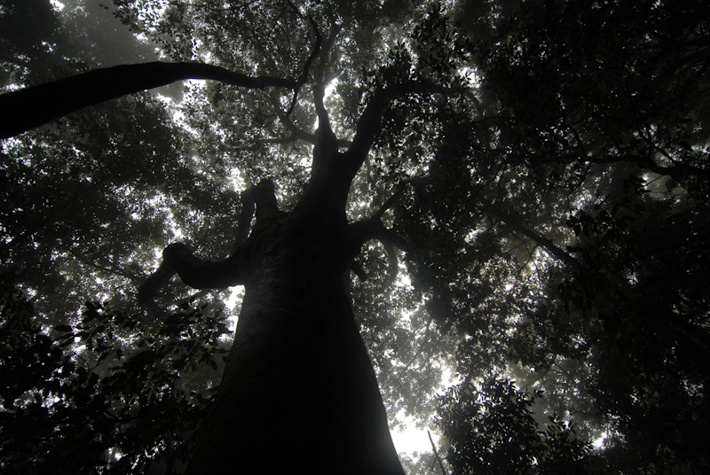 Rainforest Canopy
