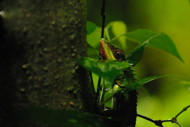 Calotes grandisquamis
