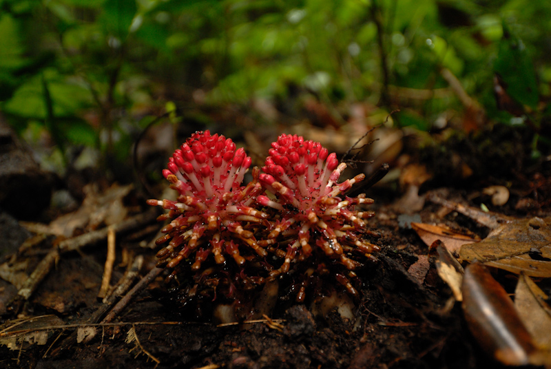 Zingiber Flower
