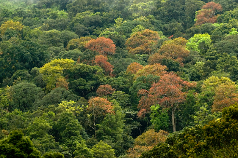 Canopy
