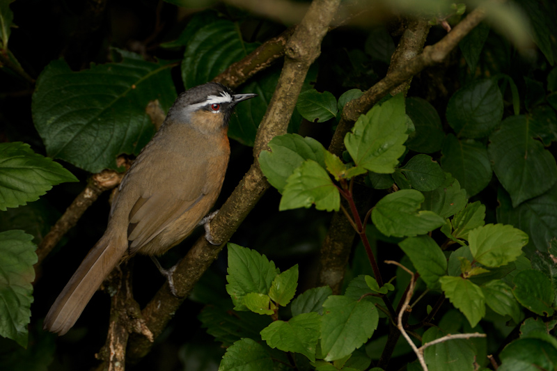 Nilgiri Laughing Thrush
