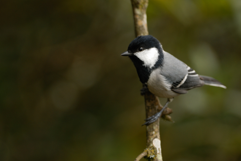 Great Tit
