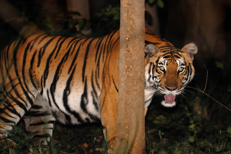 Tiger at Night
