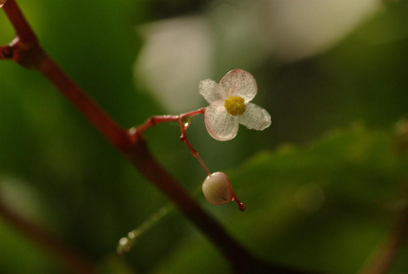 Begonia sp.
