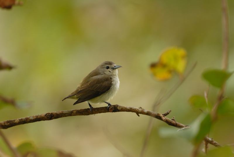 Seed dispersal 1
