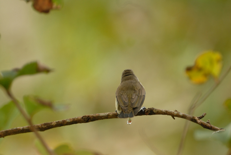 Seed dispersal 2
